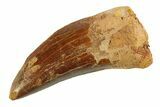 Serrated, Carcharodontosaurus Tooth - Real Dinosaur Tooth #351722-1